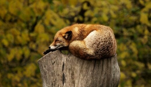 睡眠不足は勉強の敵。睡眠の質を高める習慣7選