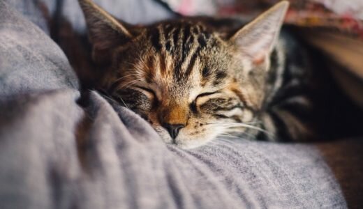 睡眠×勉強の関係を徹底解説！勉強効率を上げる3つの睡眠習慣をご紹介
